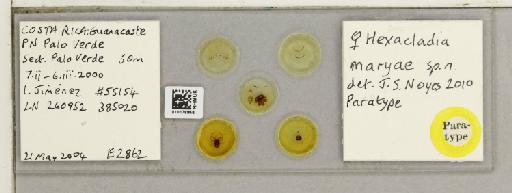 Hexacladia maryae Noyes, 2010 - 010178956_300557_1763600_157663_Type