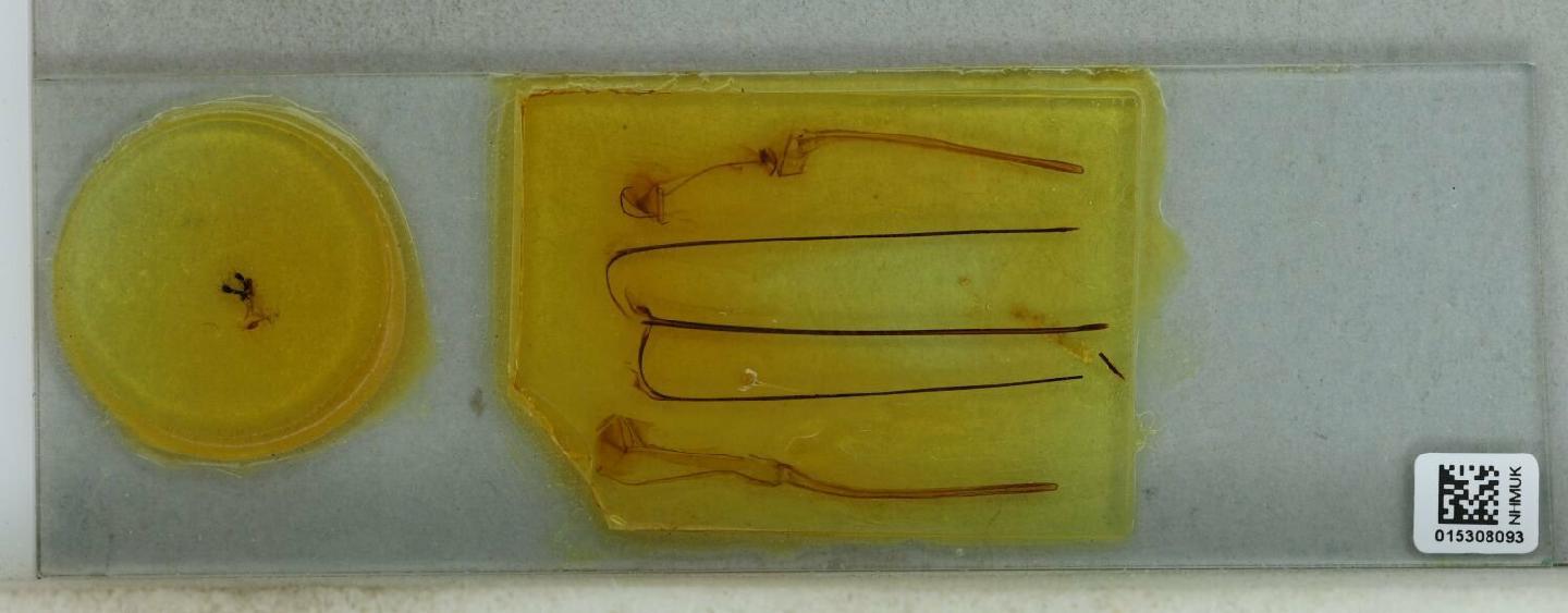 Sirex cyaneus thumbnail