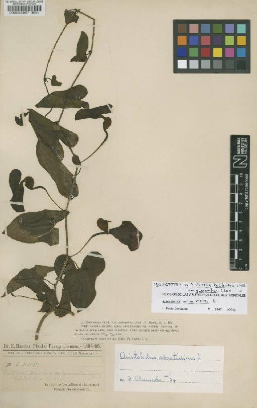 Aristolochia odoratissima L. - BM000092607