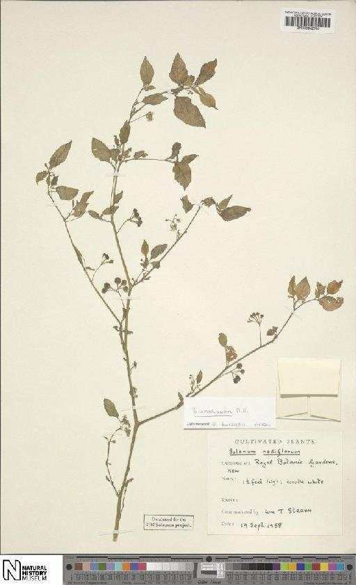 Solanum americanum Mill. - BM000942760