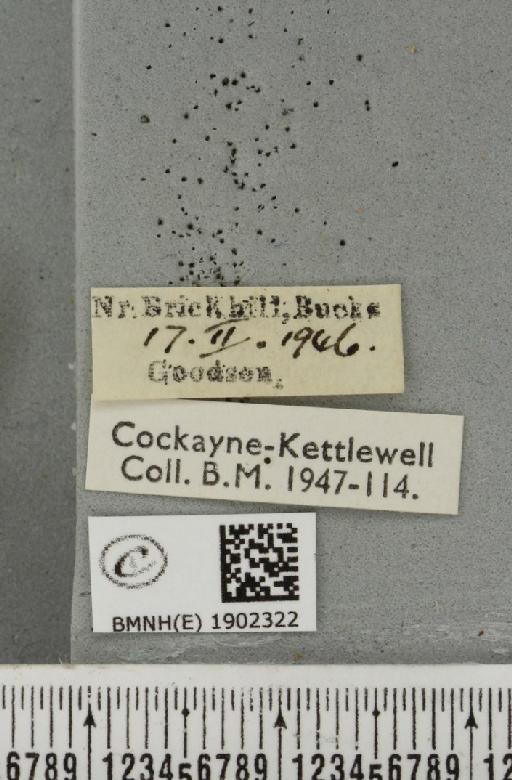Agriopis leucophaearia (Denis & Schiffermüller, 1775) - BMNHE_1902322_label_462867