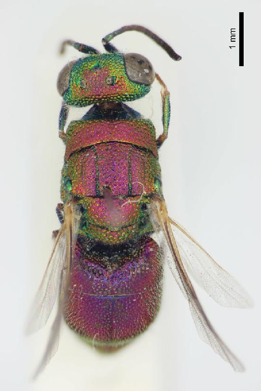 Chrysis parvidentata Linsenmaier, 1999 - Chrysis_parvidentata-BMNH(E)#970882_type-dorsal-2_0X