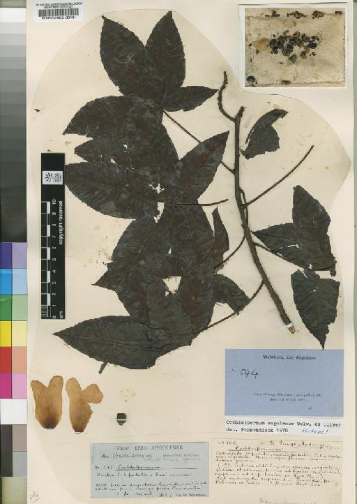 Cochlospermum angolense Welw. ex Oliv. - BM000582962
