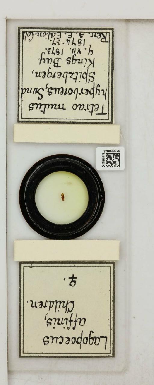 Lagopoecus affinis Children, 1836 - 010680845_816433_1430157