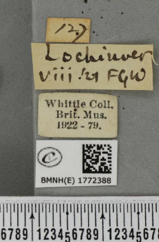Dysstroma citrata citrata (Linnaeus, 1761) - BMNHE_1772388_label_352637