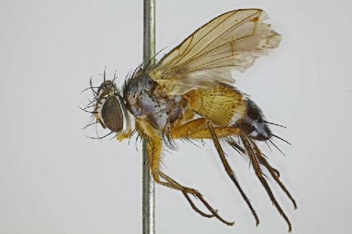 Spathidexia setipennis (Townsend, 1919) - Spathidexia setipennis PLT lateral