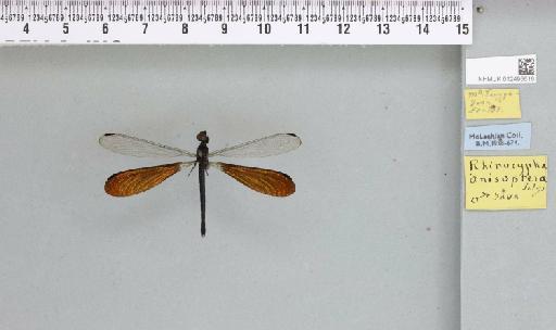 Rhinocypha anisoptera Selys, 1879 - 012495616_803597_1256771_2