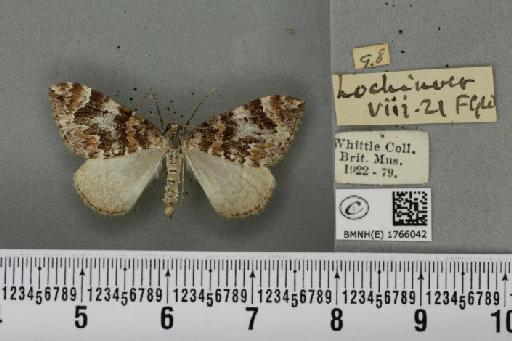 Dysstroma citrata citrata ab. tricolorata Culot, 1917 - BMNHE_1766042_351584