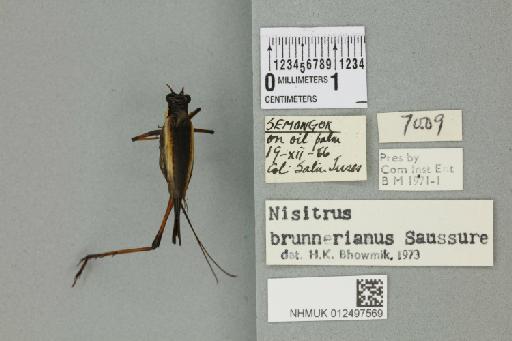 Nisitrus brunnerianus Saussure, 1878 - 012497569_72044_85306