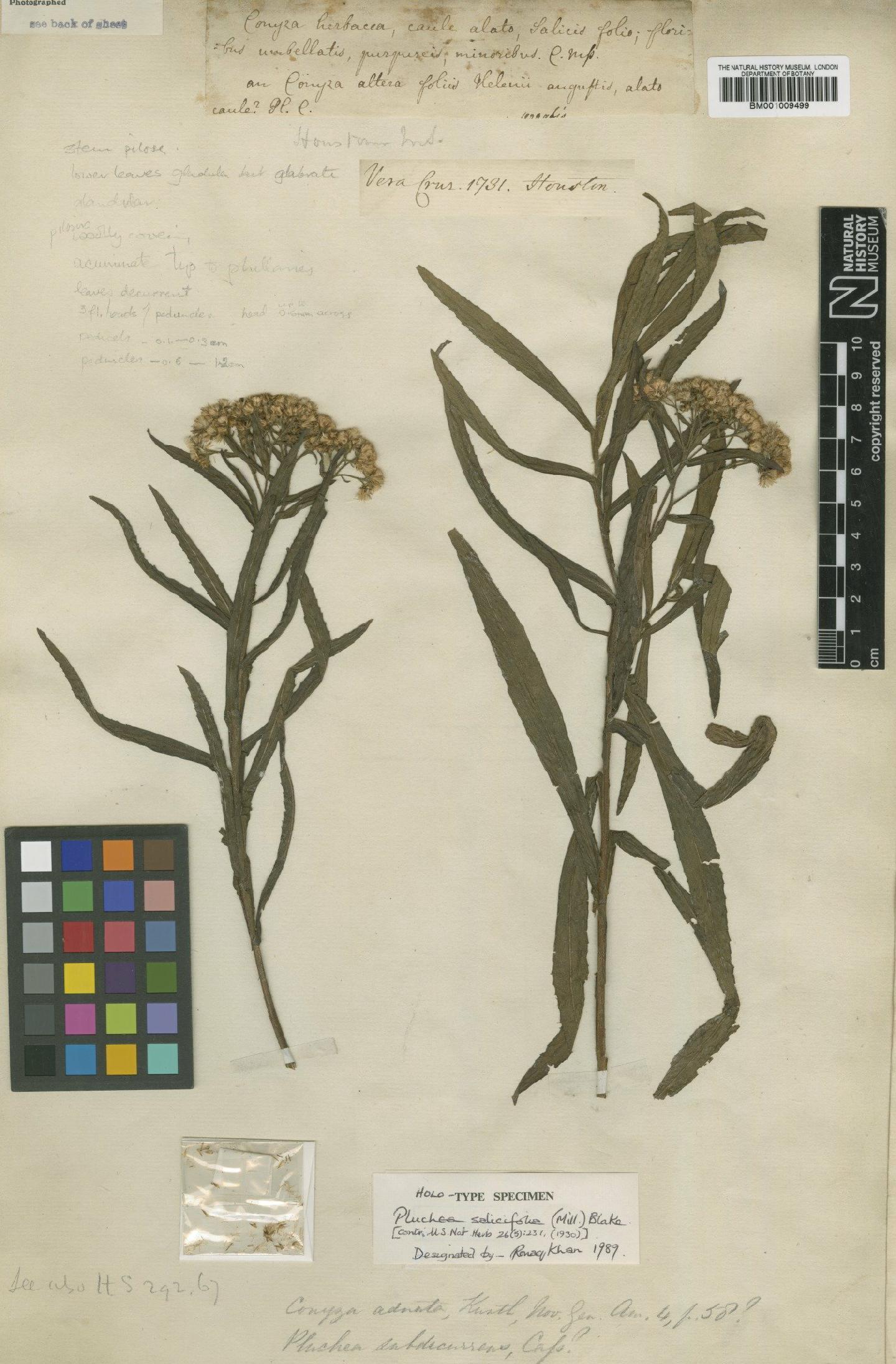To NHMUK collection (Pluchea salicifolia (Mill.) S.F.Blake; Holotype; NHMUK:ecatalogue:611747)