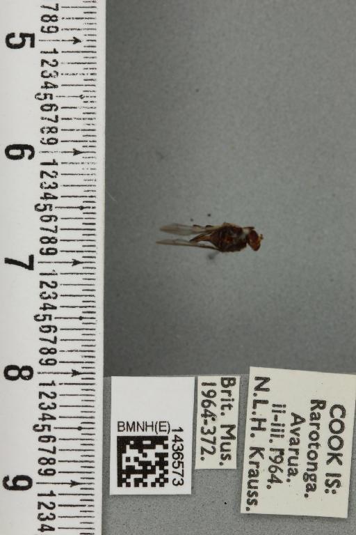 Bactrocera (Bactrocera) melanota (Coquillett, 1909) - BMNHE_1436573_30673