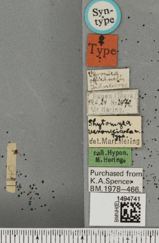 Phytomyza veronicicola Hering, 1925 - BMNHE_1494741_label_55463