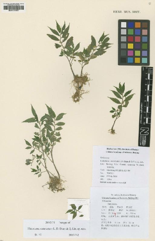 Elatostema cataractum L.D.Duan & Q.Lin - BM001010297