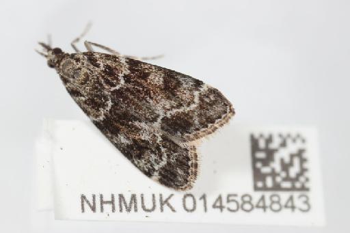 Eudonia mercurella (Linnaeus, 1758) - 014584843_2