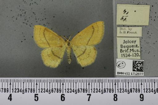 Cyclophora linearia (Hübner, 1799) - BMNHE_1712977_a_276874