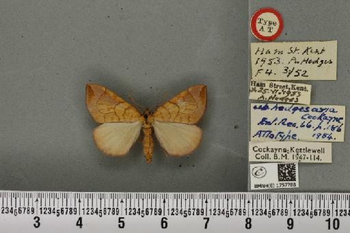 Eulithis testata ab. hedgesaria Cockayne, 1954 - BMNHE_1757788_333083