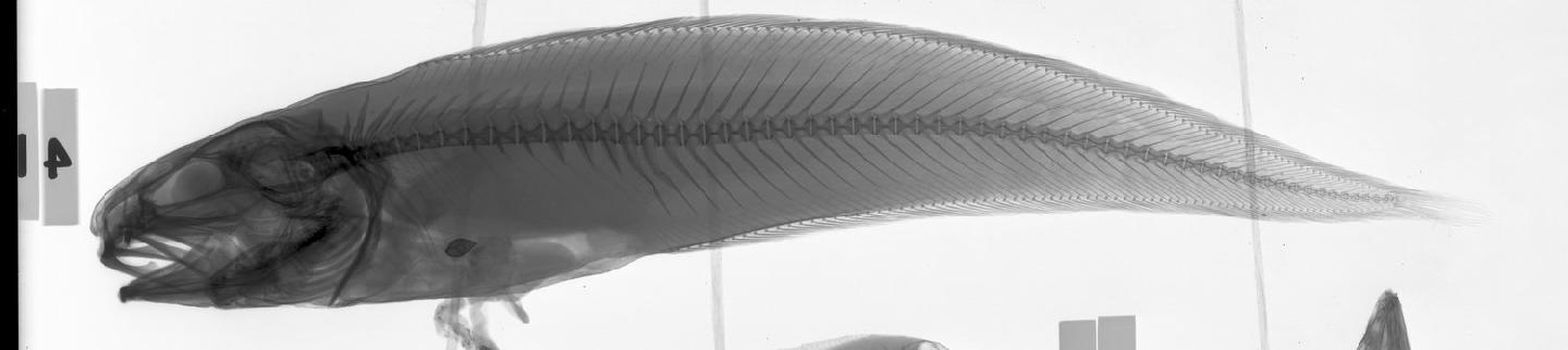 Neobythites macrops
