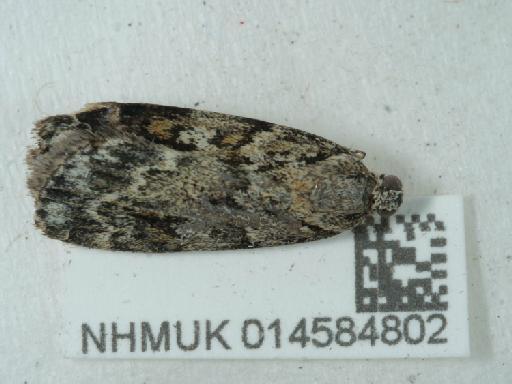 Scoparia ambigualis (Treitschke, 1829) - 014584802_1