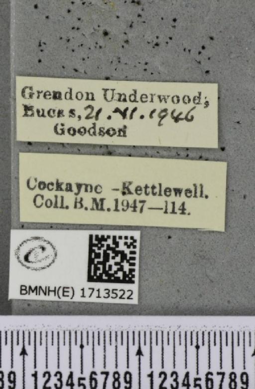 Cyclophora punctaria (Linnaeus, 1758) - BMNHE_1713522_label_276191