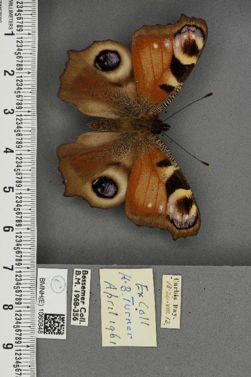 Inachis io ab. clara-violacea Reuss, 1910 - BMNHE_1060848_21343