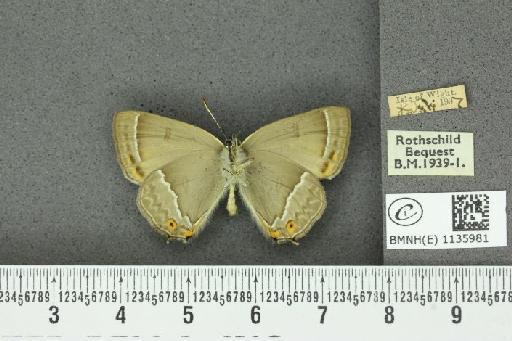 Neozephyrus quercus (Linnaeus, 1758) - BMNHE_1135981_94015