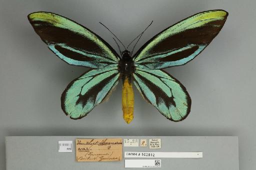 Ornithoptera alexandrae Rothschild, 1907 - 013602426__
