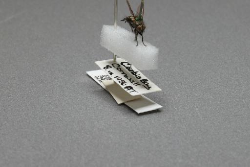 Sarcophaga (Myorhina) nigriventris Meigen, 1826 - 015092266_additional_4