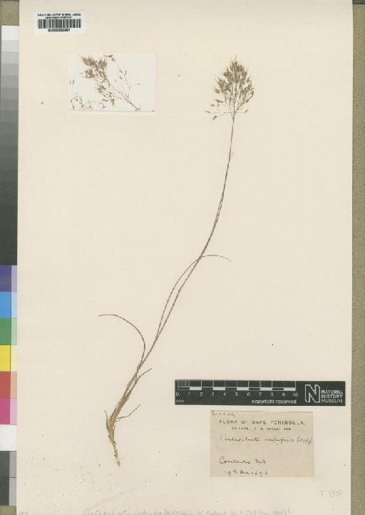 Pentaschistis imperfecta Stapf - BM000922881