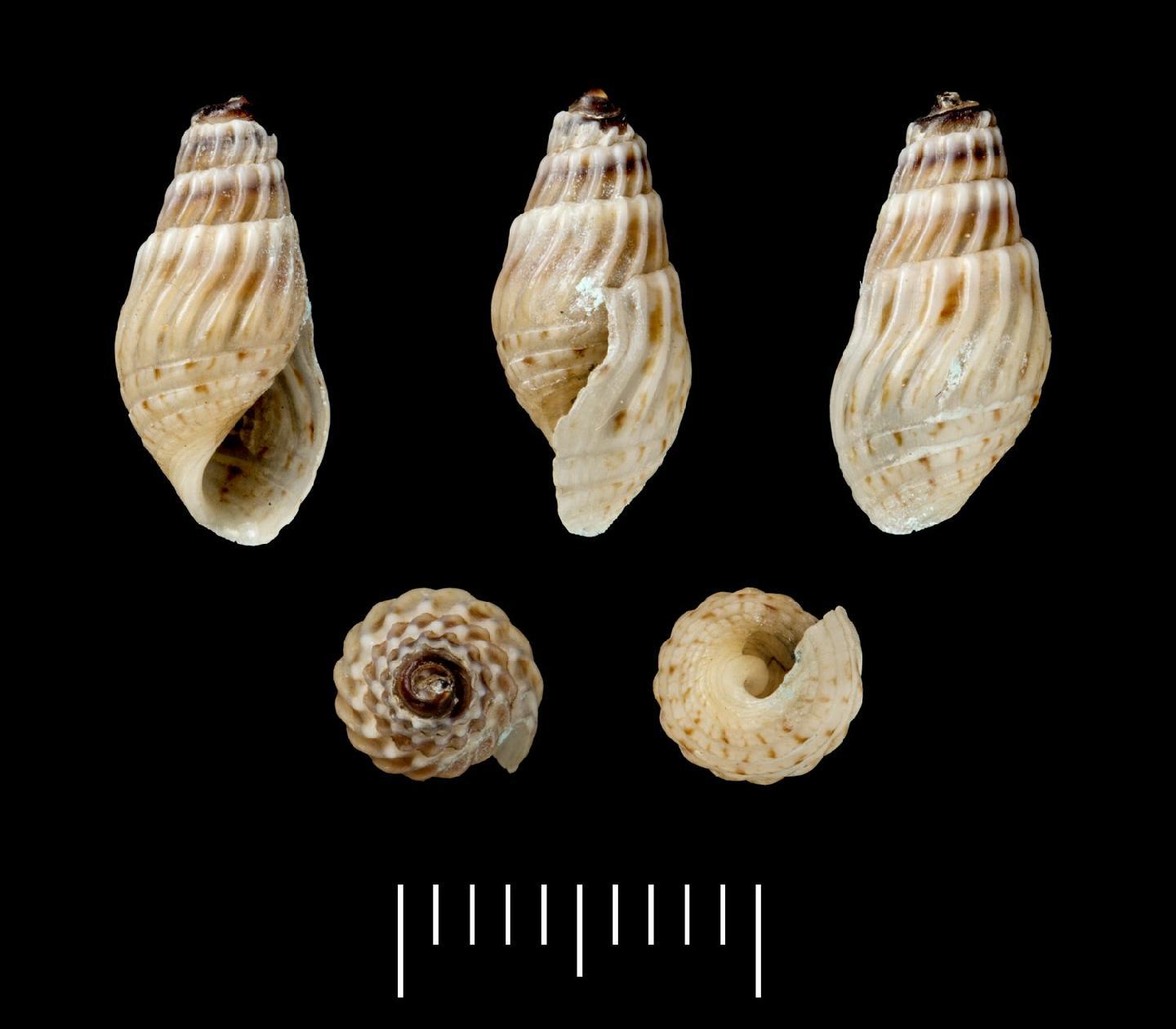 To NHMUK collection (Melania riquetii Grateloup, 1840; SYNTYPE(S); NHMUK:ecatalogue:2852524)