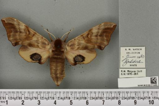 Smerinthus ocellata ab. deroseata Lempke, 1959 - NHMUK_010474926_525270