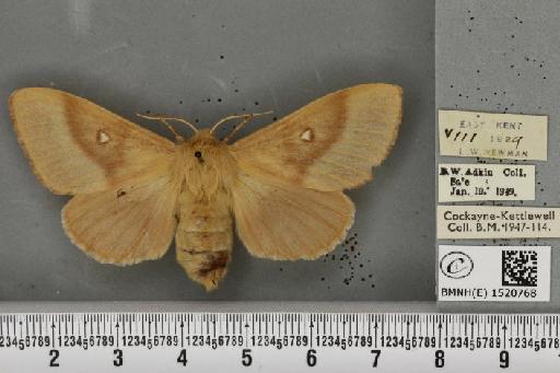 Lasiocampa trifolii flava Chalmers-Hunt, 1962 - BMNHE_1520768_192238