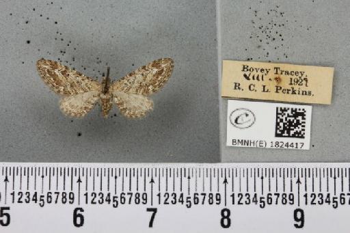 Eupithecia nanata (Hübner, 1813) - BMNHE_1824417_387174