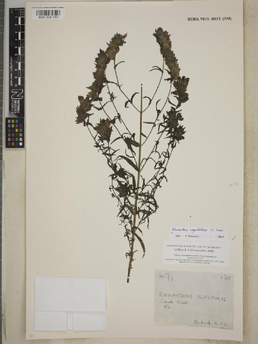 Rhinanthus angustifolius C.C.Gmel. - BM013391544