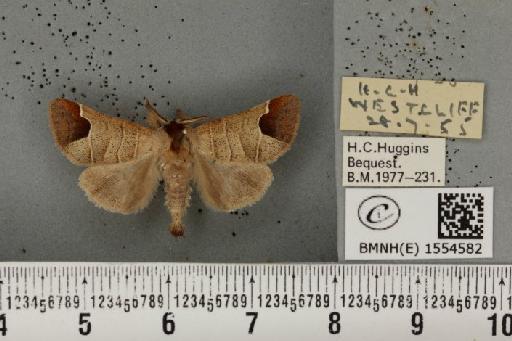 Abraxas grossulariata ab. inframaculata Stovin, 1939 - BMNHE_1554582_491476