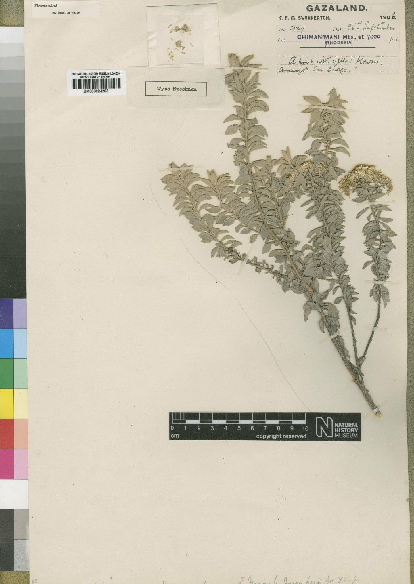 To NHMUK collection (Humea africana Moore; Type; NHMUK:ecatalogue:4529321)
