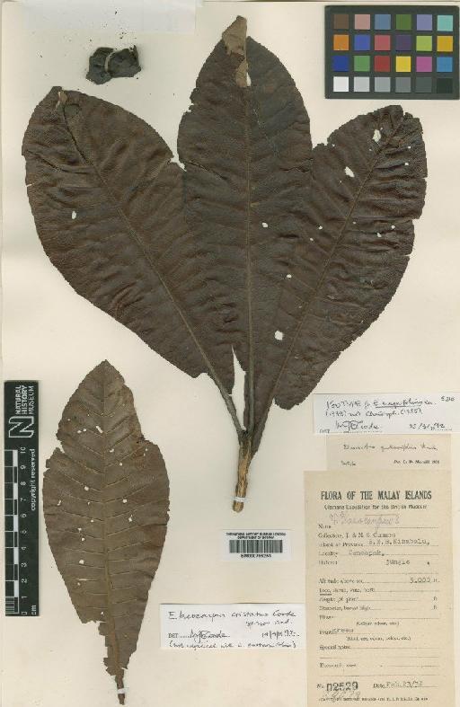 Elaeocarpus cristatus Coode - BM000795253