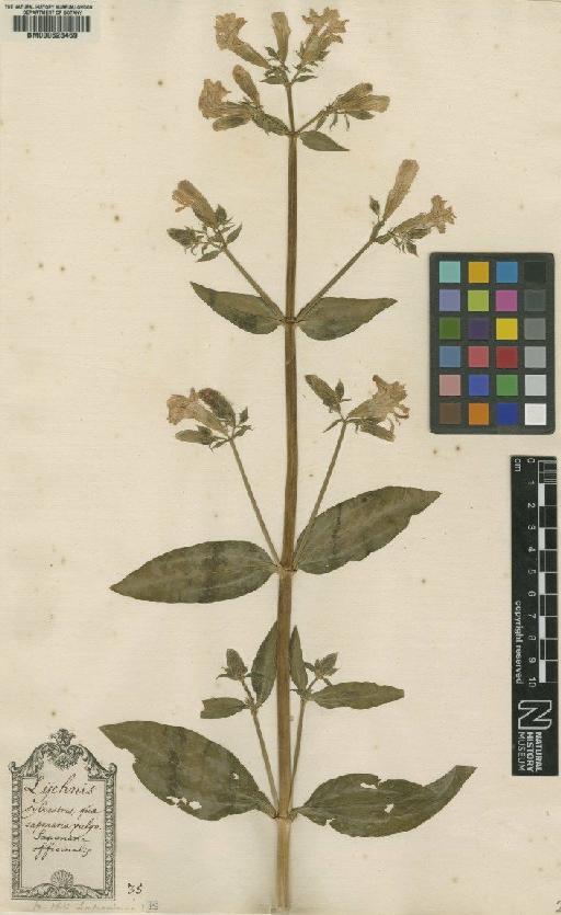 Saponaria officinalis var. officinalis L. - BM000628469