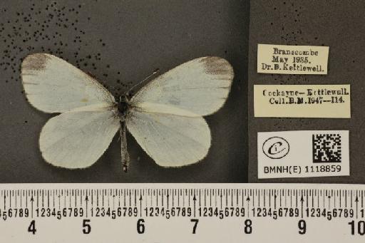 Leptidea sinapis sinapis ab. andromorphica Verity, 1911 - BMNHE_1118859_73789