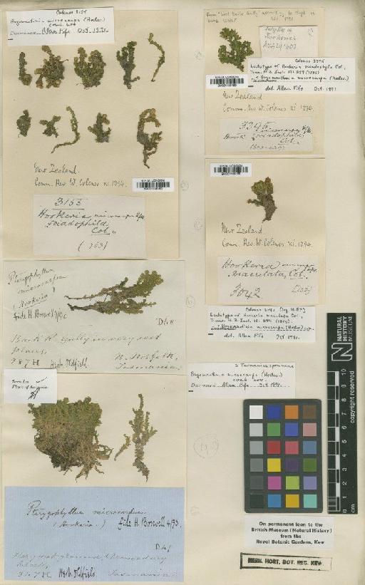 Distichophyllum microcarpum (Hedw.) Mitt. - BM001109158_a