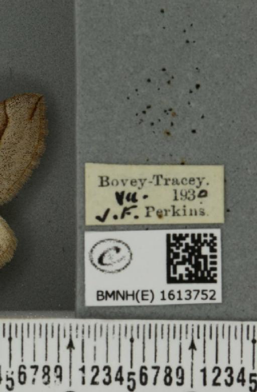 Scotopteryx luridata plumbaria (Fabricius, 1775) - BMNHE_1613752_label_304390