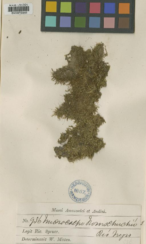 Trichosteleum ambiguum (Schwägr.) Paris - BM000723986