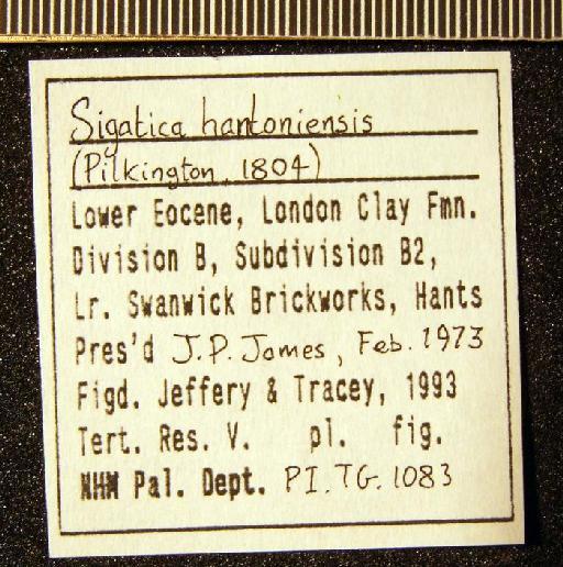 Sigatica hantoniensis (Pilkington, 1804) - TG 1083. Sigatica hantoniensis (label 3)