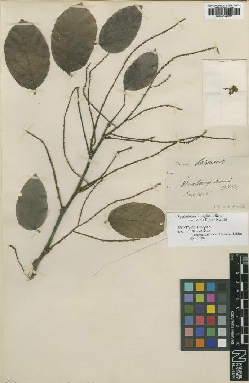 Spatholobus ferrugineus Benth. - BM000946865