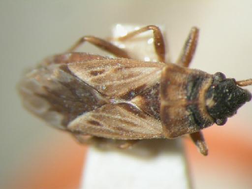 Lygaeosoma modesta Distant - Hemiptera: Lygaeosoma Mod