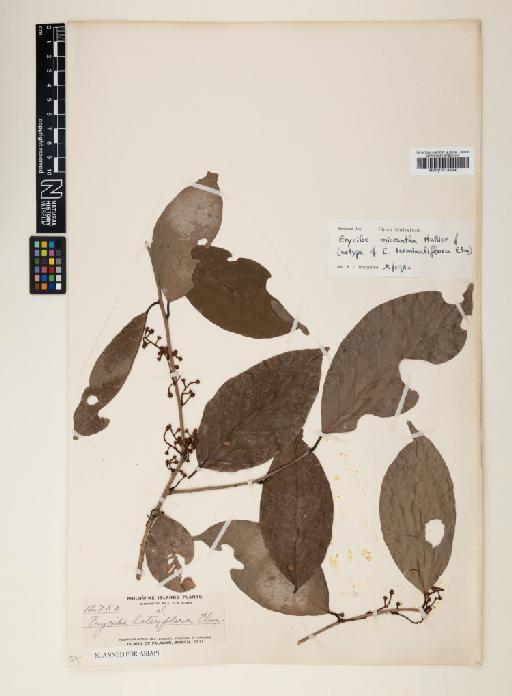 Erycibe micrantha Hallier f. - 001014529