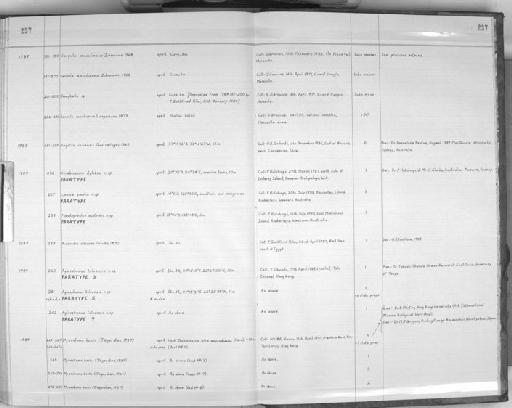 Diopatra chiliensis Quatrefages, 1865 - Zoology Accessions Register: Polychaeta: 1967 - 1989: page 237