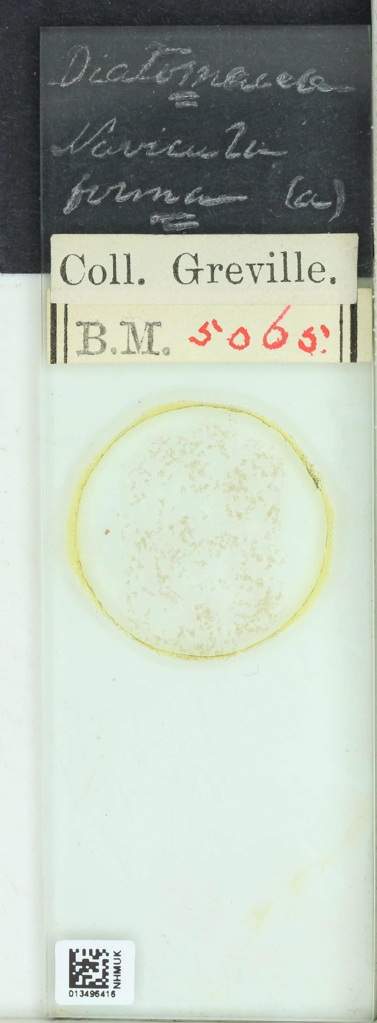 To NHMUK collection (Neidium iridis (Ehrenb.) Cleve; NHMUK:ecatalogue:4746621)