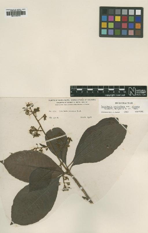 Parathesis reticulata var. sinuata Lundell - BM000947661