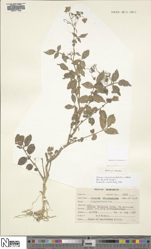 Solanum stoloniferum Schltdl. - BM000776520
