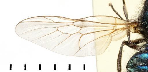 Lecogaster caerulea White, 1914 - NHMUK012805018 lecogaster caerulea HT wings